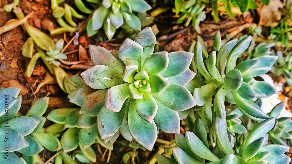 Ghost Succulent Ghost Succulent