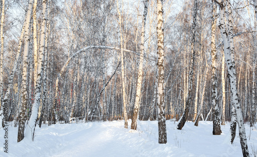 Panorama of the winter birch forest. The bright sun illuminates the trees. Russian nature. Copy space.