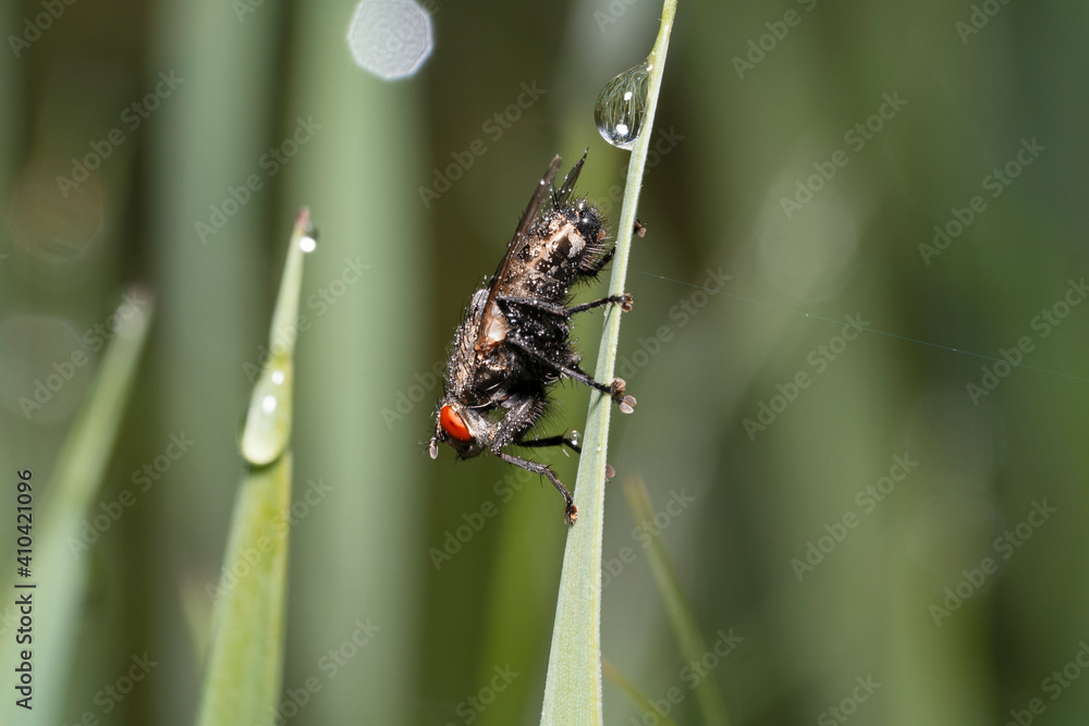 Fototapeta premium Flesh fly on a stem of grass with a drops of dew. Sarcophagidae are a family of flies commonly known as flesh flies.Place for text.