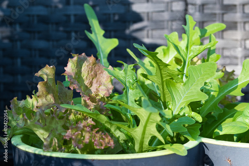 Two varietes of lettuce with pink and green leaves growing in the container on a patio deck, close up, healthy organic food and self sufficency concept photo