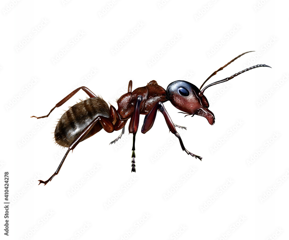 Photography The ant  (Formicidae)