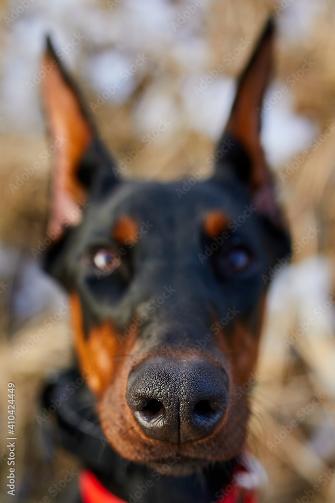 The portrait of a black and brown Doberman Pinscher dog