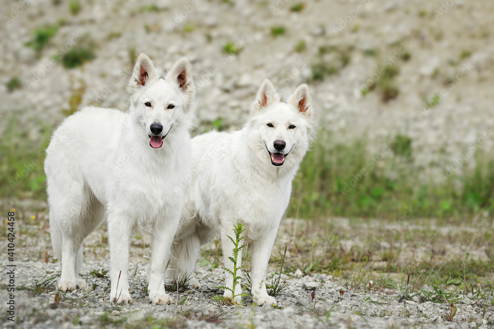 White Swiss Shepherd White Swiss Shepherd