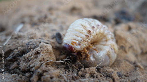 Quadro em tela Close up of macro white grubs burrowing into the compost soil
