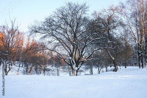 Beautiful park in winter at sunset. There is a lot of snow and bare trees.