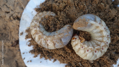Close-up of two white grubs lying on the dirt compost background. Indian grub beetles in C shape in the agriculture field