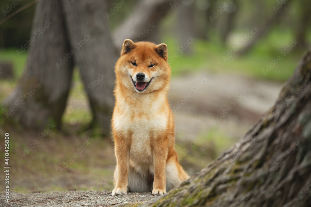 Portrait of Shiba inu dog sitting in the forest in spring