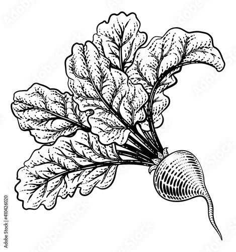 Beet or beetroot vegetable illustration in a vintage retro woodcut etching style.