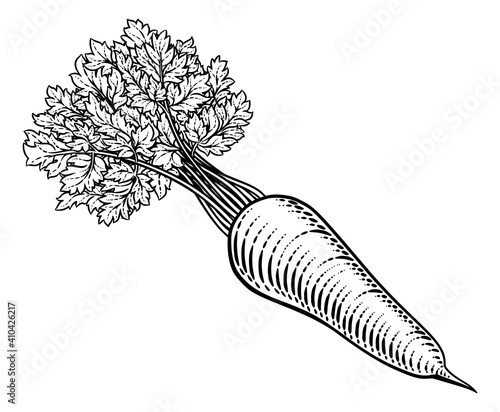 Carrot vegetable illustration in a vintage retro woodcut etching style.