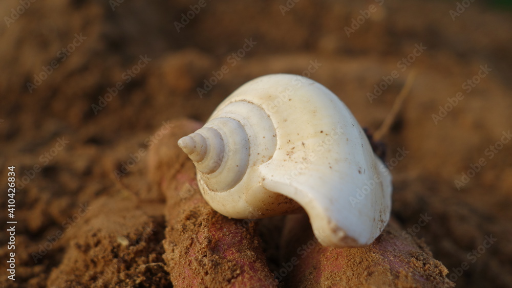 White sea shells on a beach sand in India. Conch shells front view on the ground White sea shells on a beach sand in India. Conch shells front view on the ground