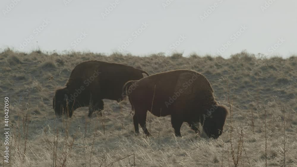 Antelope Island Salt Lake City Utah Antelope Island Salt Lake City Utah