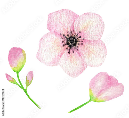 Watercolor Pink flower set, Spring floral element hand painting isolaited illustration on white background. Make your summer greeting card, invitation, poster, banner design photo