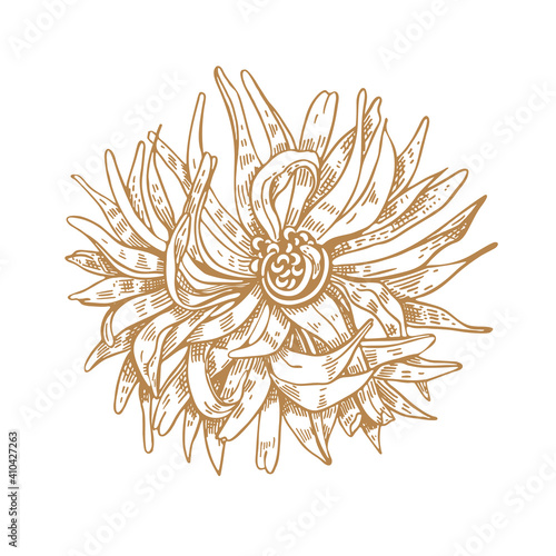 Chrysanthemum flower. Dahlia. Vector illustration. Sketch graphics.
