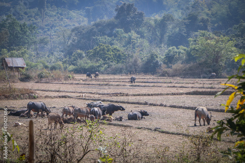 cows in the field © Sook