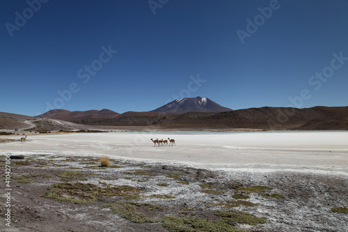 llamas at the salt flats in Bolivia with a clear sky.