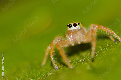 Jumping spider on leaf inset jumping spider