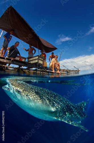 Whale Shark under Indonesian Fishing Boat photo