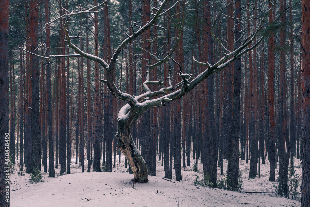 Forest at winter in Chojnowski landscape park near Konstancin-Jeziorna, Masovia, Poland