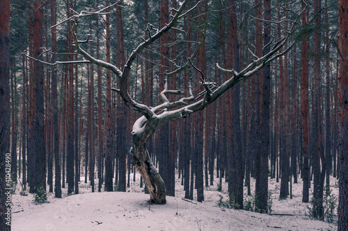 Obraz na płótnie Forest at winter in Chojnowski landscape park near Konstancin-Jeziorna, Masovia, Poland w salonie