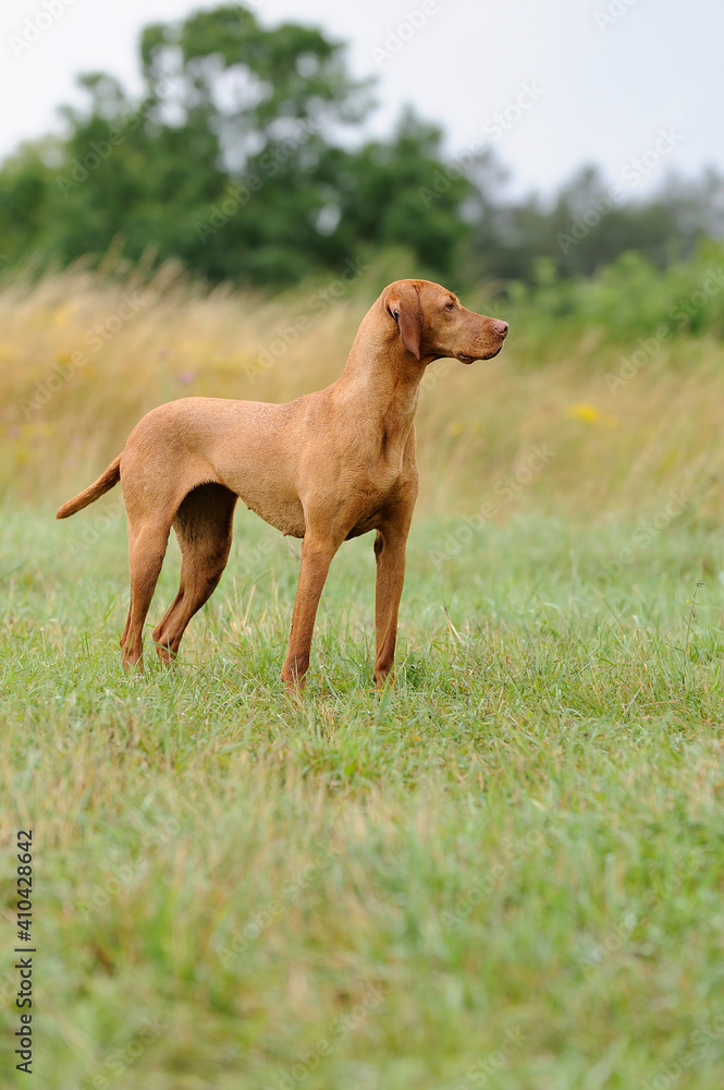 Magyar Vizsla on the field