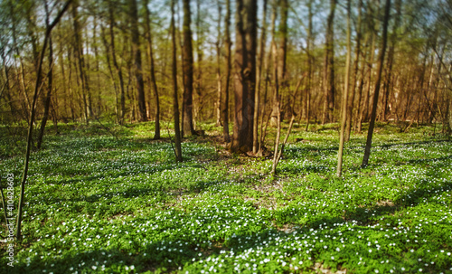 Beautiful spring forest covered with flowers in sunny weather