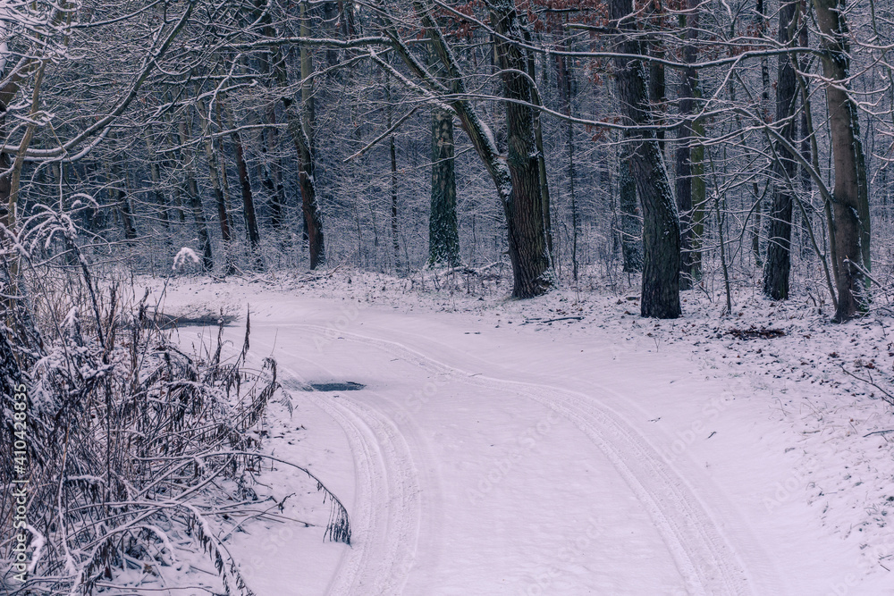 Forest at winter in Chojnowski landscape park near Konstancin-Jeziorna, Masovia, Poland