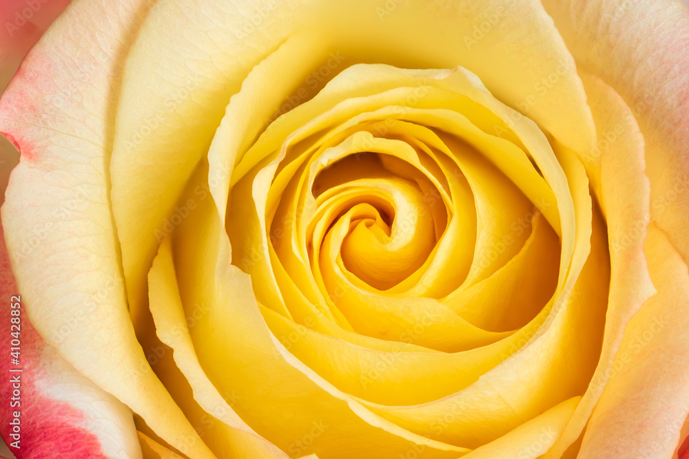 Close-up yellow rose. Nature background. Soft focus Close-up yellow rose. Nature background. Soft focus