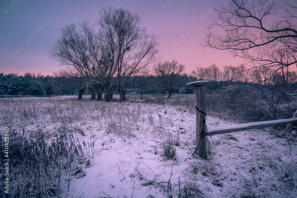 Willows in Chojnowski landscape park at winter near Konstancin-Jeziorna, Masovia, Poland