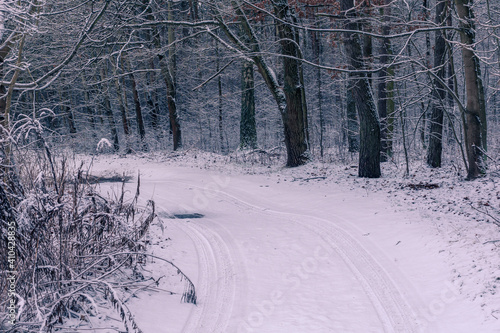 Obraz na płótnie Forest at winter in Chojnowski landscape park near Konstancin-Jeziorna, Masovia, Poland w salonie