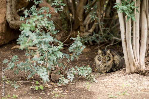 Gatto grigio si mimetizza in un cespuglio