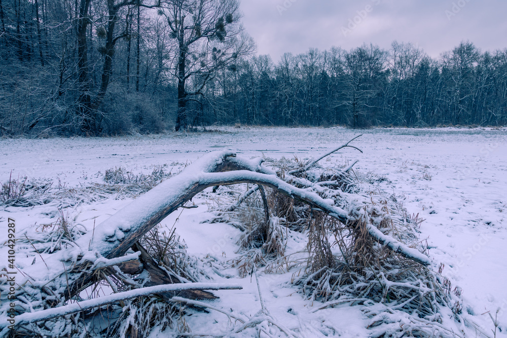 Chojnowski landscape park at winter near Konstancin-Jeziorna, Masovia, Poland