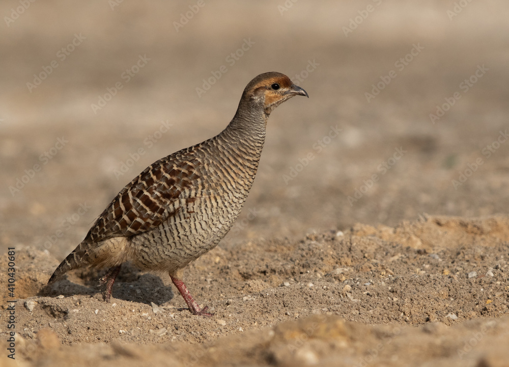 Portrait of a Grey francolin at adhari, Bahrain Portrait of a Grey francolin at adhari, Bahrain