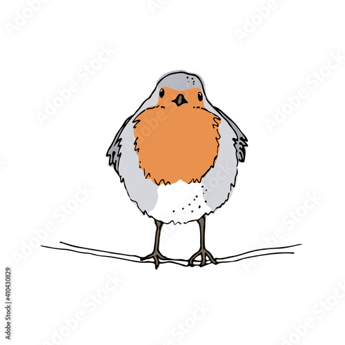 Robin bird hand drawn vector illustration, The European robin colored sketch, isolated on white background