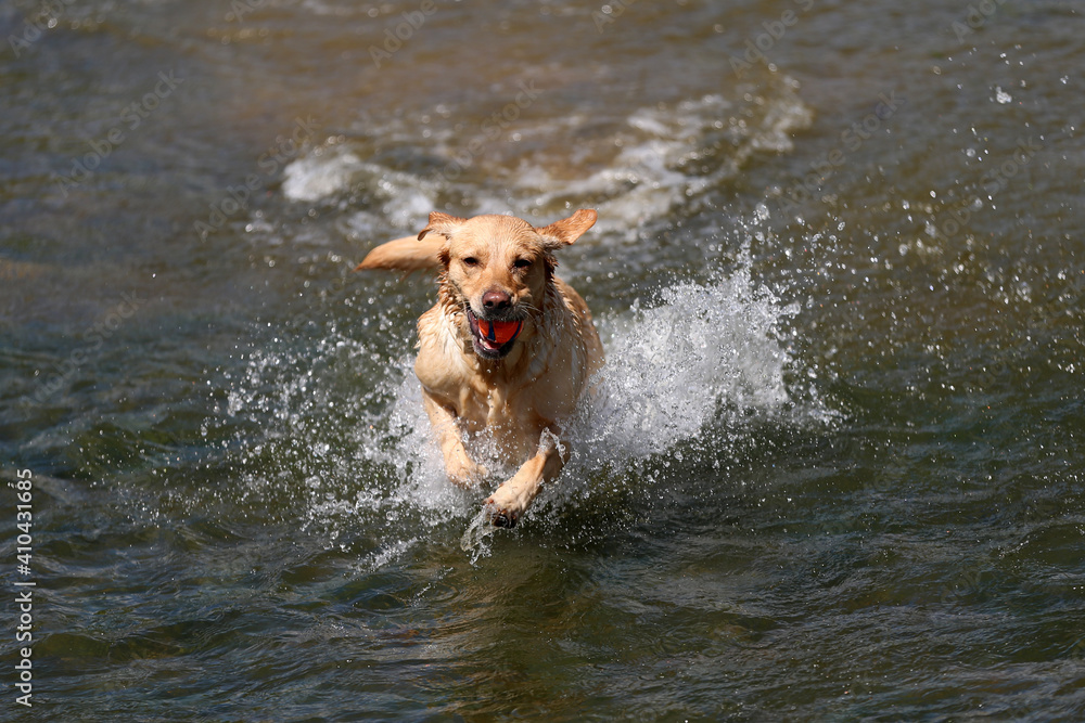 Labrador retrieving ball from the river Labrador retrieving ball from the river