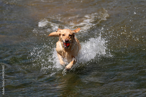 Labrador retrieving ball from the river