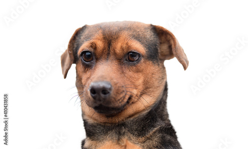 Closeup photo of a adorable mongrel dog © SasaStock