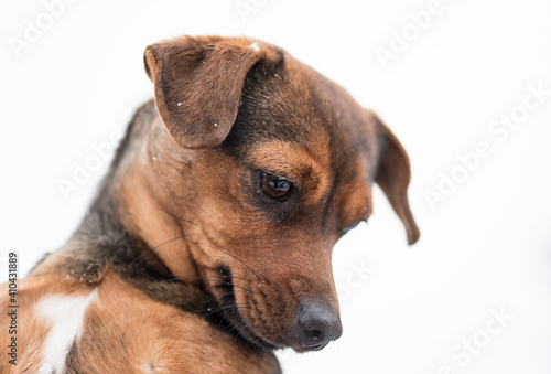 Closeup photo of a adorable mongrel dog