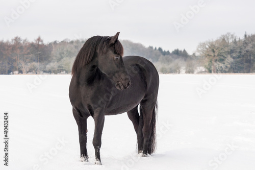 horse in winter