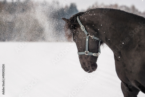 horse in winter