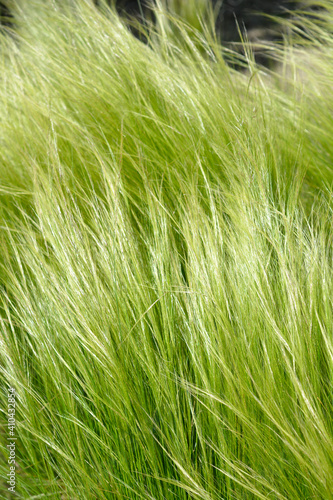 Pony tails grass