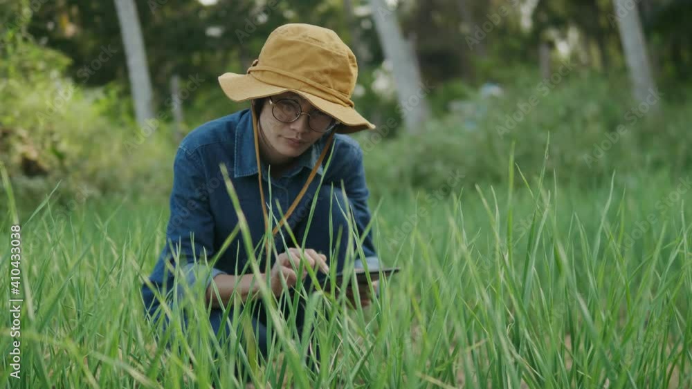 Asian Farmer Using Tablet Examining Plant Leaf Fresh Vegetables. Asian Farmer Using Tablet Examining Plant Leaf Fresh Vegetables.