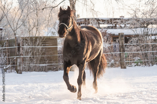 horse in snow