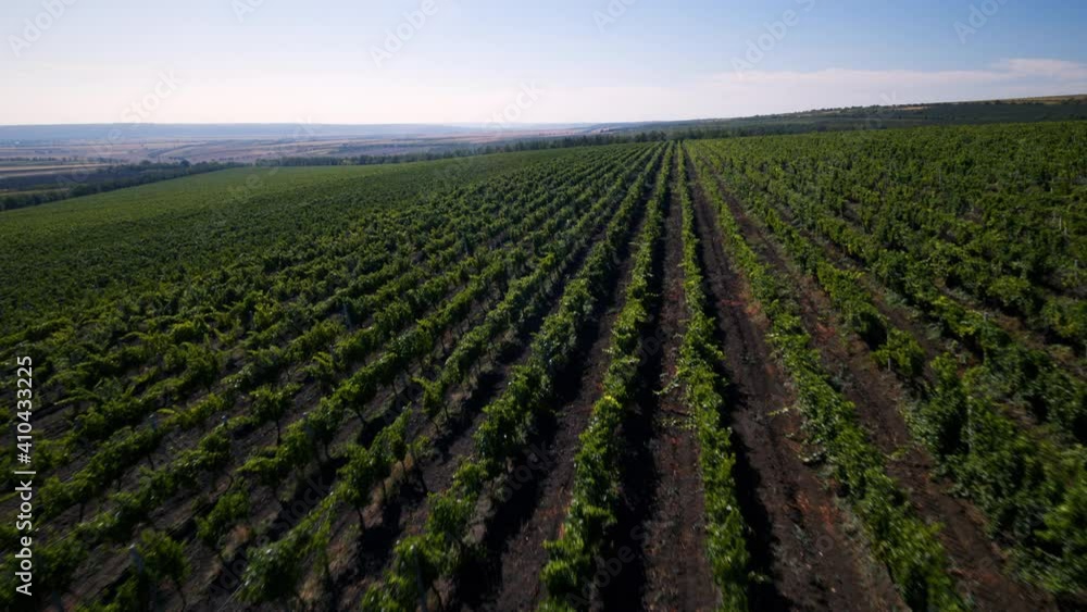 Large field of vineyard taking in a fast motion from the drone concept of agriculture and farming industry. 4k Large field of vineyard taking in a fast motion from the drone concept of agriculture and farming industry. 4k