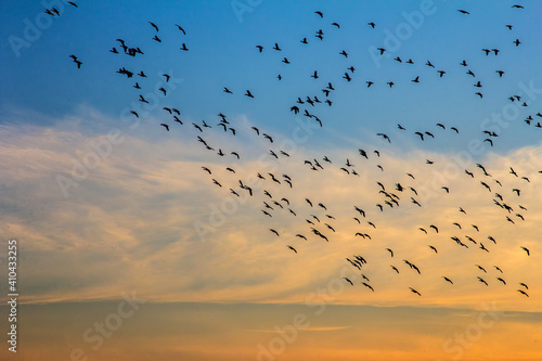 Flying birds © Marko