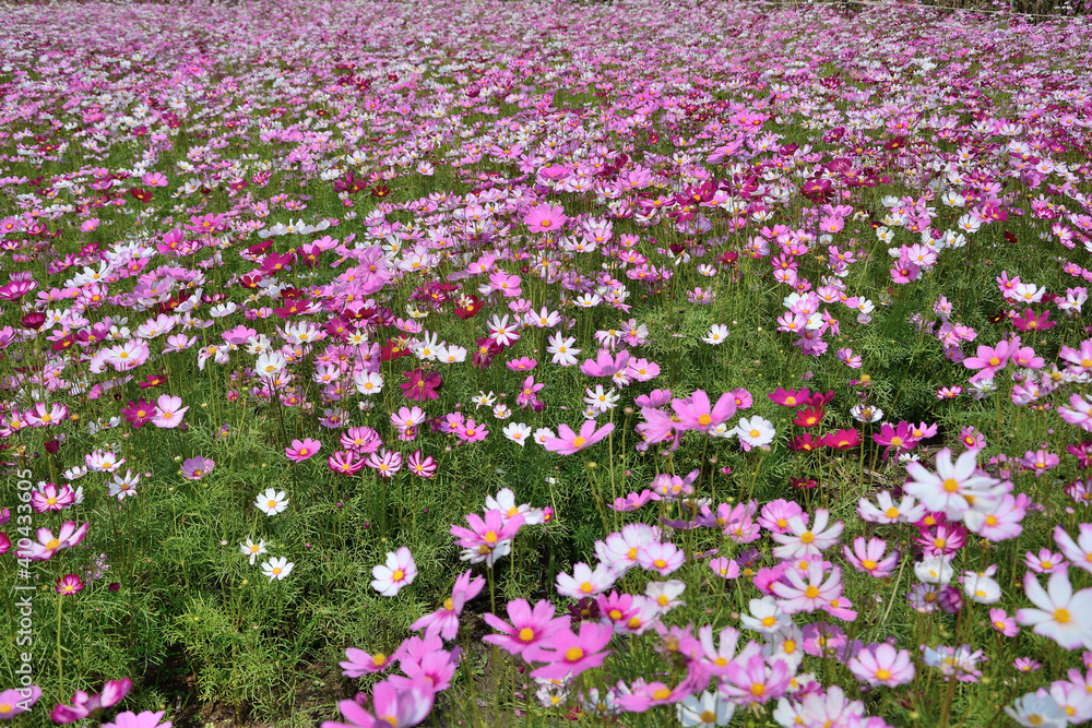Close up group of colroful cosmos flower in field with leaves background