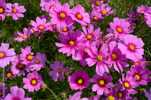 Close up group of purple cosmos flower with leaves background