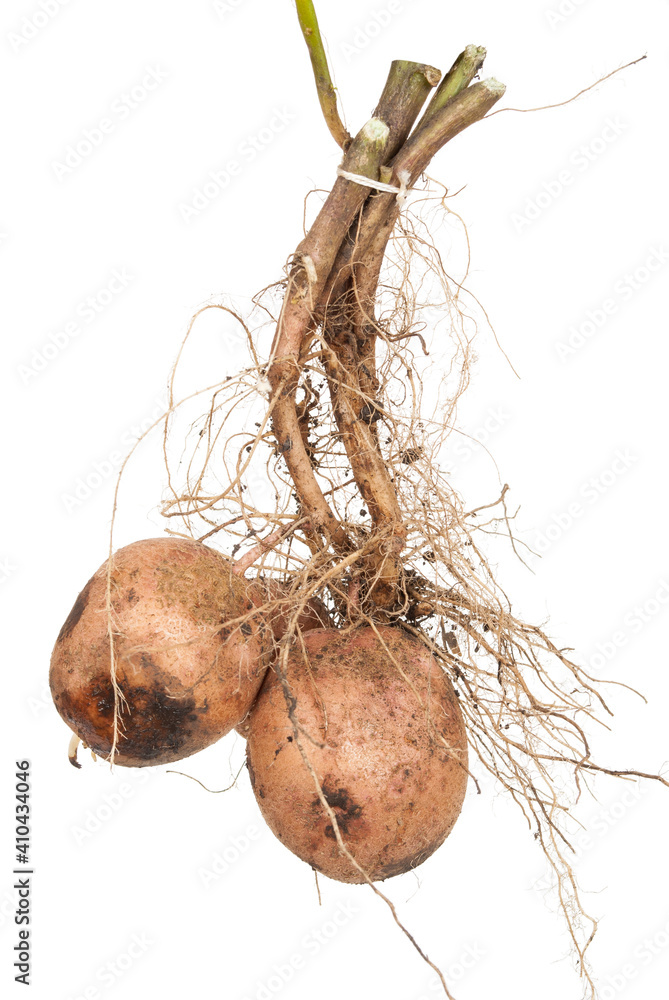 Fototapeta premium Potato root