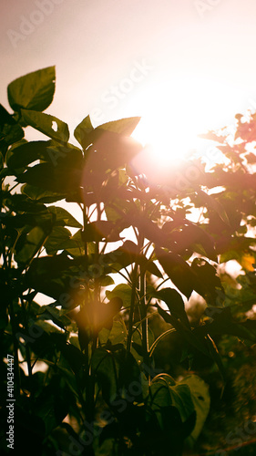 sunset in the forest