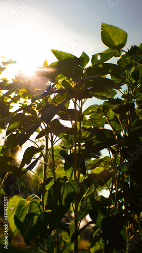 green leaves and sun