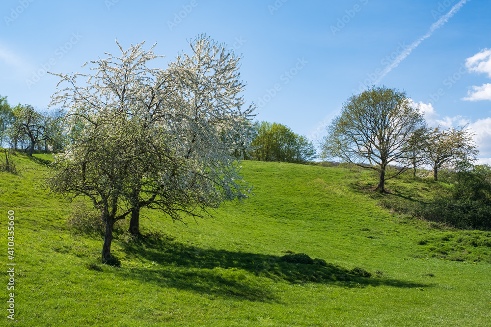 View to a blossoming tree in a meadow under blue sky and white clouds near Wiesdaden / Germany View to a blossoming tree in a meadow under blue sky and white clouds near Wiesdaden / Germany
